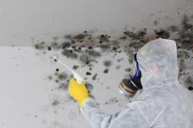 Why You Should Choose Our Mold Remediation Services in Island City, OR